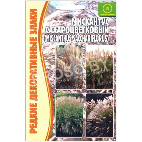 Мискантус Сахароцветковый