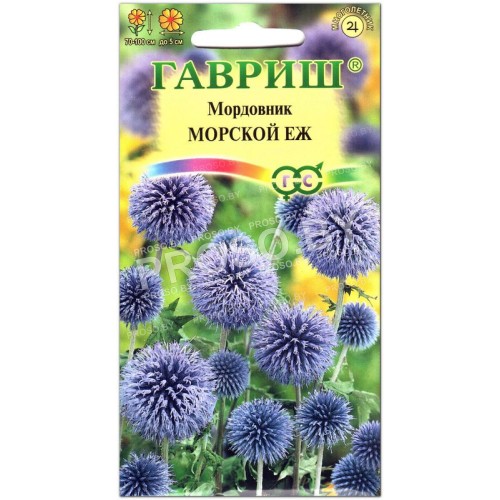 Мордовник Морской еж