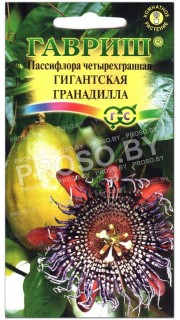 Пассифлора четырехгранная Гигантская гранадилла