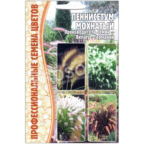 Пеннисетум Мохнатый