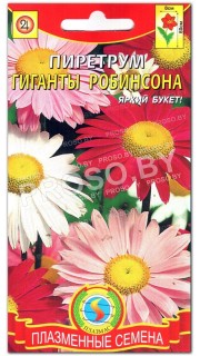 Пиретрум Гиганты Робинсона
