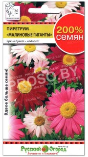Пиретрум Малиновые гиганты, смесь