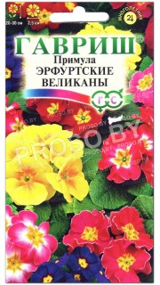 Примула Эрфутские великаны