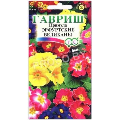 Примула Эрфутские великаны