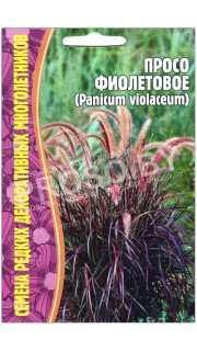 Просо Фиолетовое