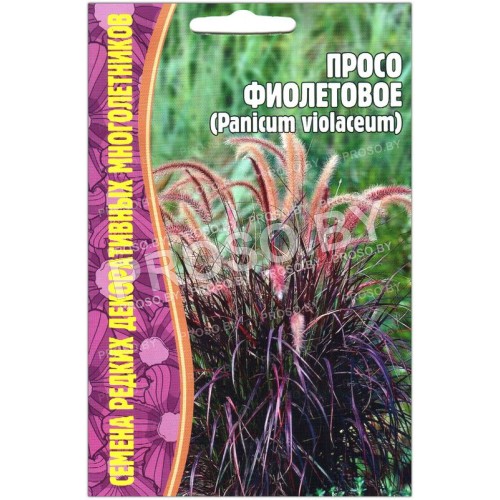 Просо Фиолетовое