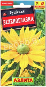 Рудбекия Зеленоглазка