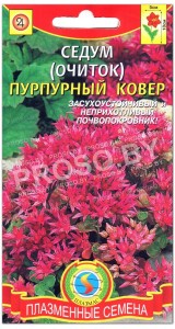 Седум Пурпурный ковер
