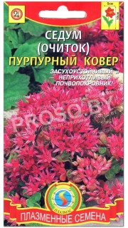 Седум Пурпурный ковер