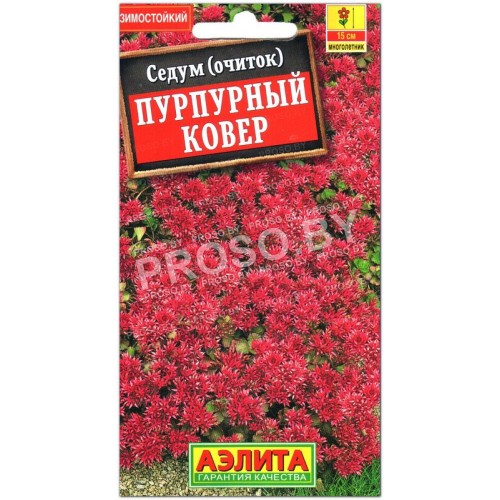 Седум Пурпурный ковер-1