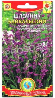 Шлемник Байкальский
