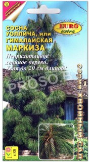 Сосна Уоллича, или Гималайская маркиза