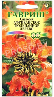 Спатодея Африканское тюльпанное дерево