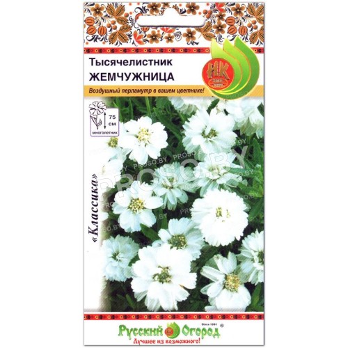 Тысячелистник Жемчужница