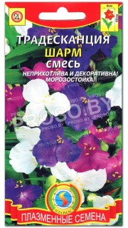 Традесканция Шарм, смесь