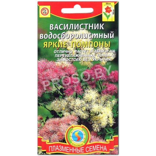 Василистник Яркие помпоны