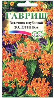 Ваточник клубневой Золотинка