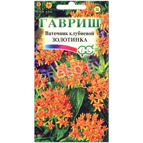 Ваточник клубневой Золотинка