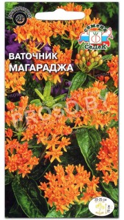 Ваточник Магараджа