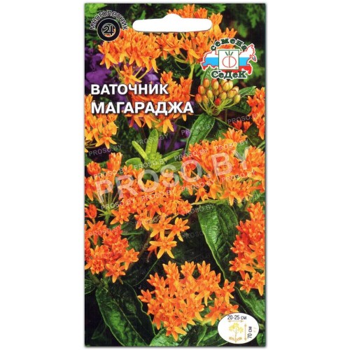 Ваточник Магараджа