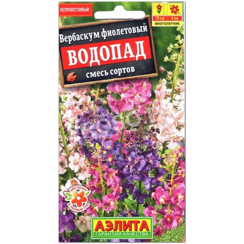 Вербаскум фиолетовый Водопад, смесь