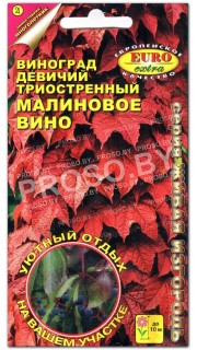 Виноград девичий Малиновое вино