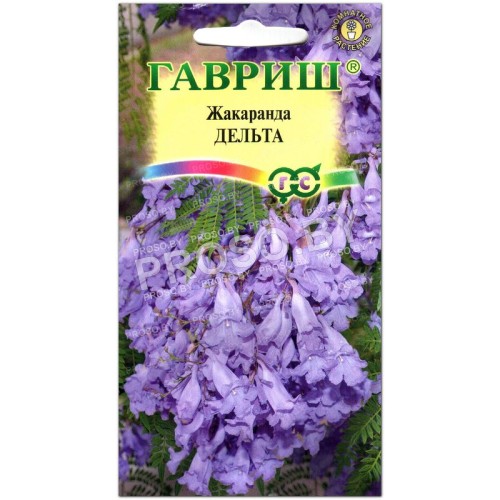 Жакаранда Дельта (фиалковое дерево)-1
