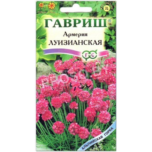 Армерия Луизианская