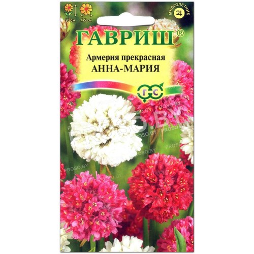 Армерия прекрасная Анна-Мария, смесь