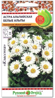 Астра альпийская Белые альпы
