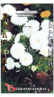 Астра китайская Классик белый