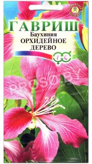 Баухиния Орхидейное дерево