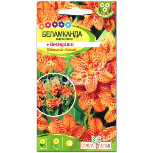 Беламканда Веснушки-1