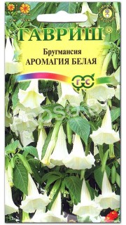 Бругмансия Аромагия белая