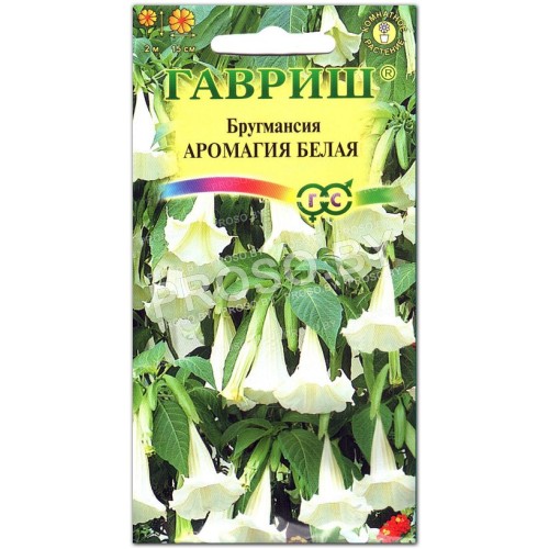 Бругмансия Аромагия белая