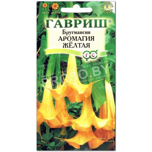Бругмансия Аромагия желтая