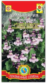 Цимбалярия постенная
