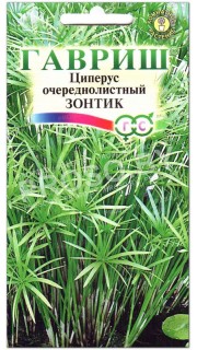 Циперус очереднолистный Зонтик