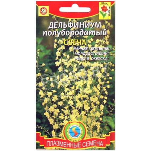Дельфиниум полубородатый Свеча