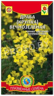 Драба (крупка) Вечнозеленая