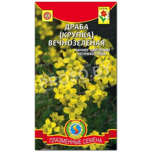 Драба (крупка) Вечнозеленая