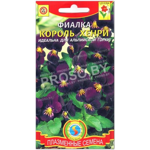 Фиалка Король Хенри-1