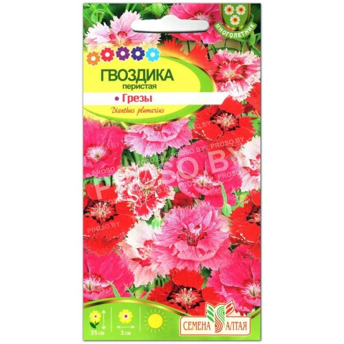 Гвоздика Грезы, перистая