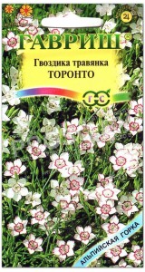 Гвоздика травянка Торонто