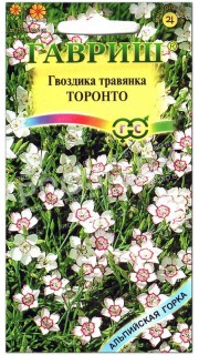 Гвоздика травянка Торонто