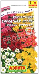 Хризантема Бархатная осень, смесь