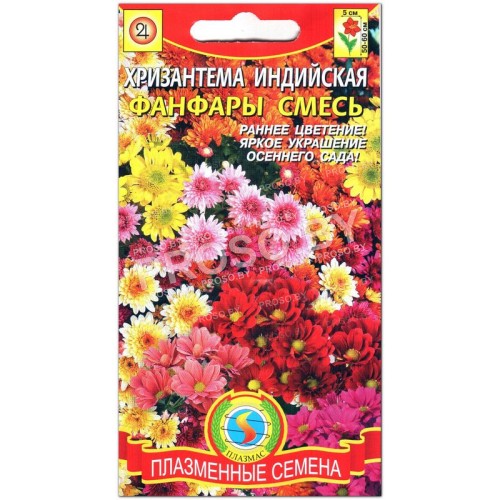 Хризантема индийская Фанфары, смесь