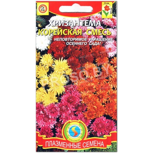 Хризантема Корейская смесь