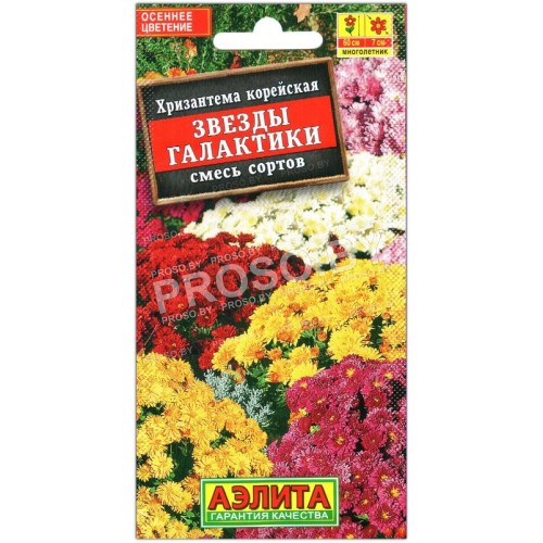 Хризантема корейская Звезды галактики, смесь
