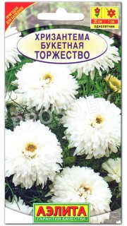 Хризантема Торжество, букетная